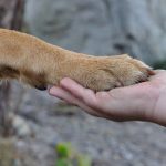 Proteção animal em Bertioga: audiência pública impulsiona criação de rede de cuidado e muda o debate no litoral paulista