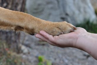 Proteção animal em Bertioga: audiência pública impulsiona criação de rede de cuidado e muda o debate no litoral paulista