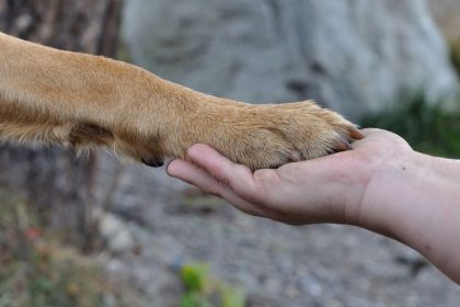 Proteção animal em Bertioga: audiência pública impulsiona criação de rede de cuidado e muda o debate no litoral paulista