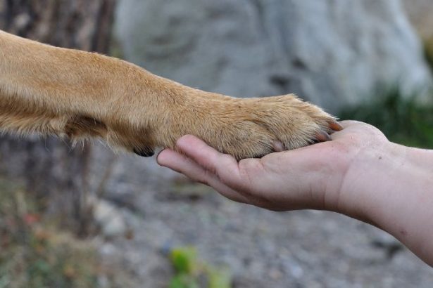 Proteção animal em Bertioga: audiência pública impulsiona criação de rede de cuidado e muda o debate no litoral paulista