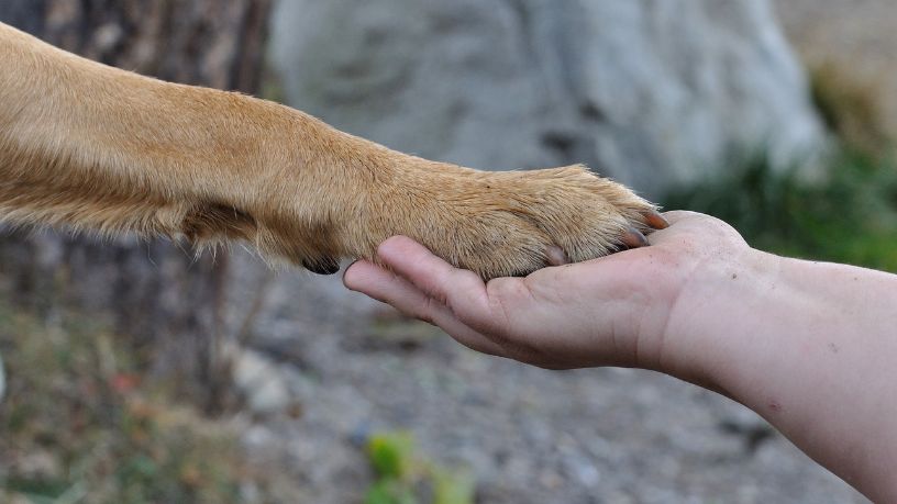 Proteção animal em Bertioga: audiência pública impulsiona criação de rede de cuidado e muda o debate no litoral paulista